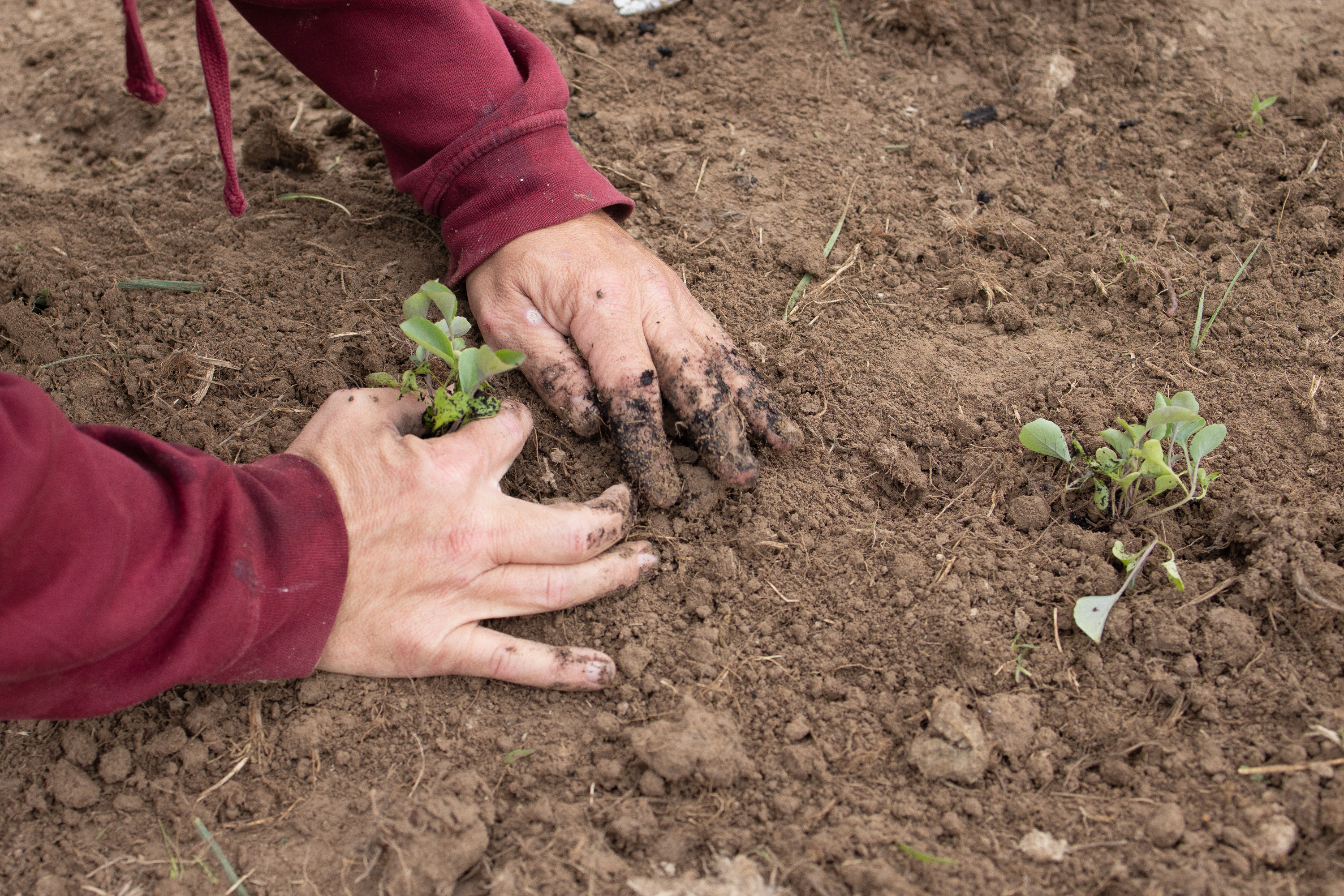 Changing culture requires planting seeds now